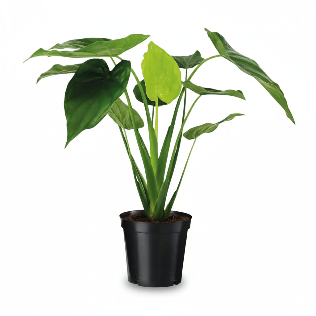 Alocasia Cucullata — Oreja de elefante - Verdeia - 7