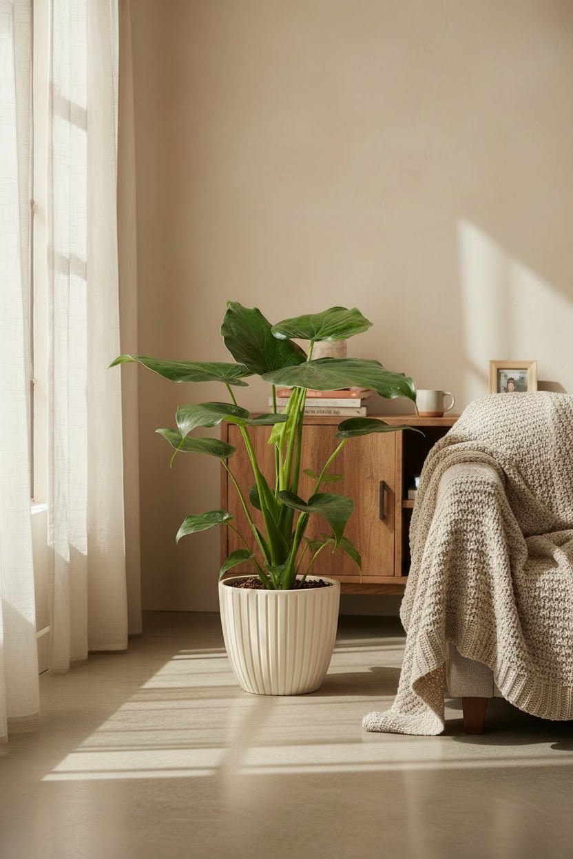 Alocasia Cucullata — Oreja de elefante - Verdeia - 6