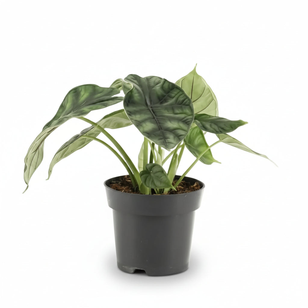 Alocasia Dragon Scale — Elephant ear — Ø14 cm — H25 cm - Verdeia - 1