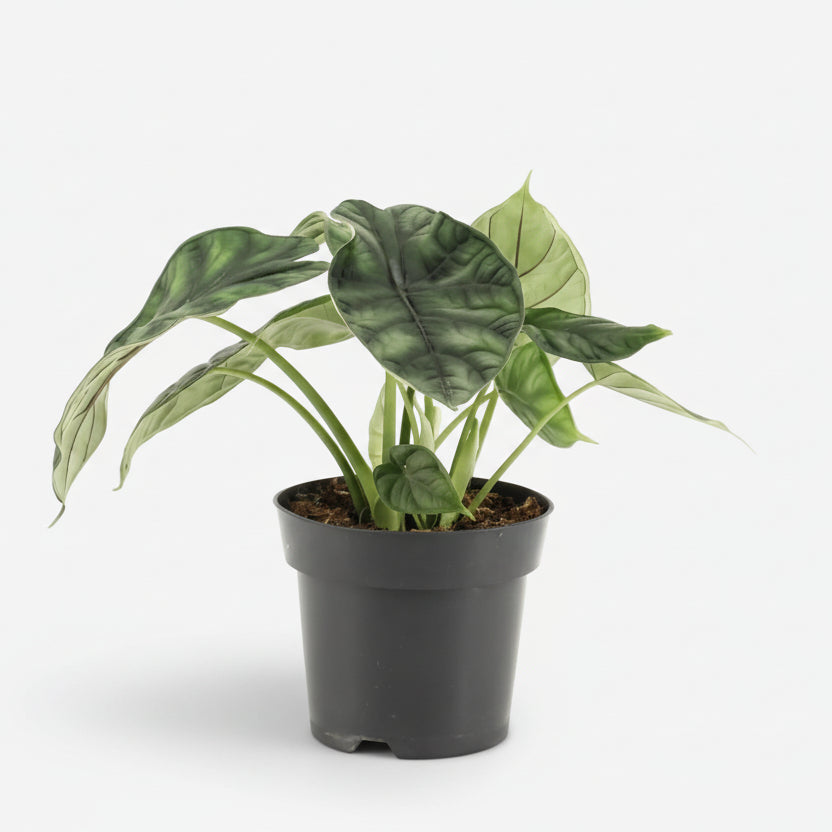 Alocasia Dragon Scale — Sloní ucho — Ø14 cm — H25 cm - Verdeia - 1