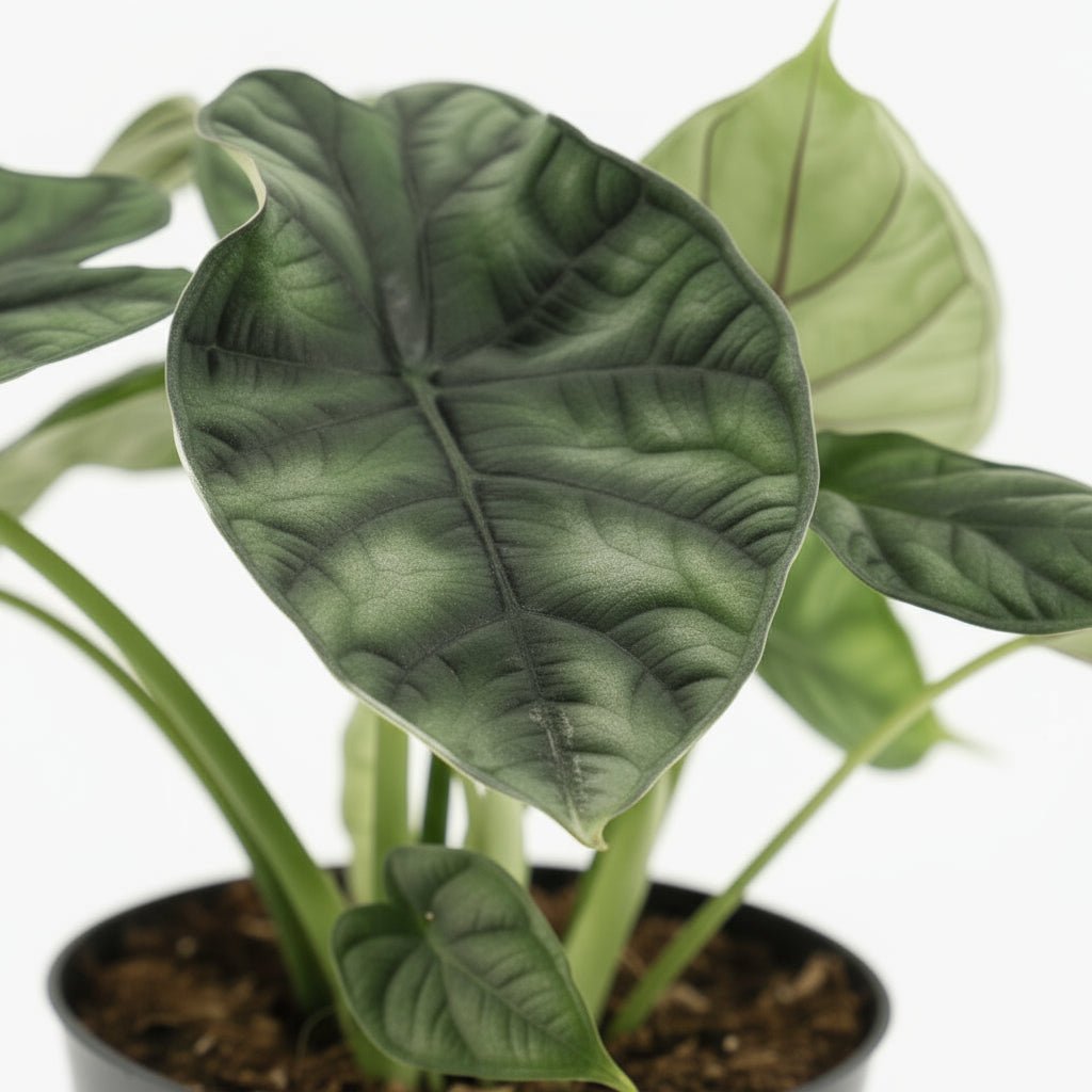 Alocasia Dragon Scale — Sloní ucho — Ø14 cm — H25 cm - Verdeia - 2