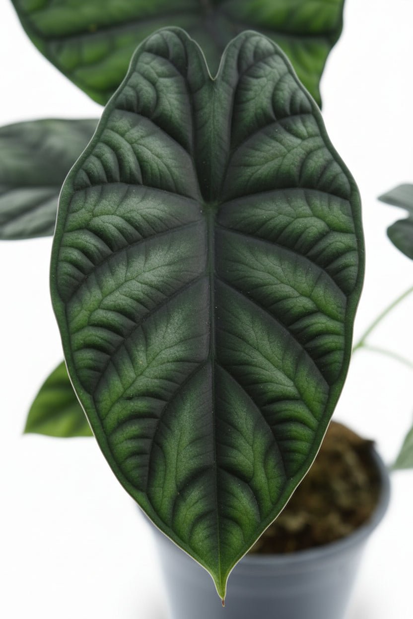 Alocasia Dragon Scale (Sloní ucho) - Verdeia - 2