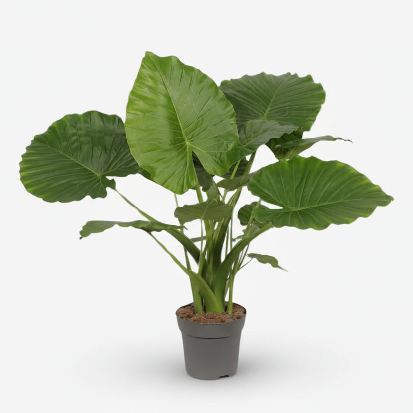 Alocasia Gageana California — Oreja de elefante — Ø21 cm — H80 cm - Verdeia - 1