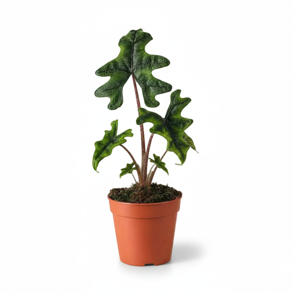 Alocasia Jacklyn — Sloní ucho — Ø12 cm — V30 cm - Verdeia - 1