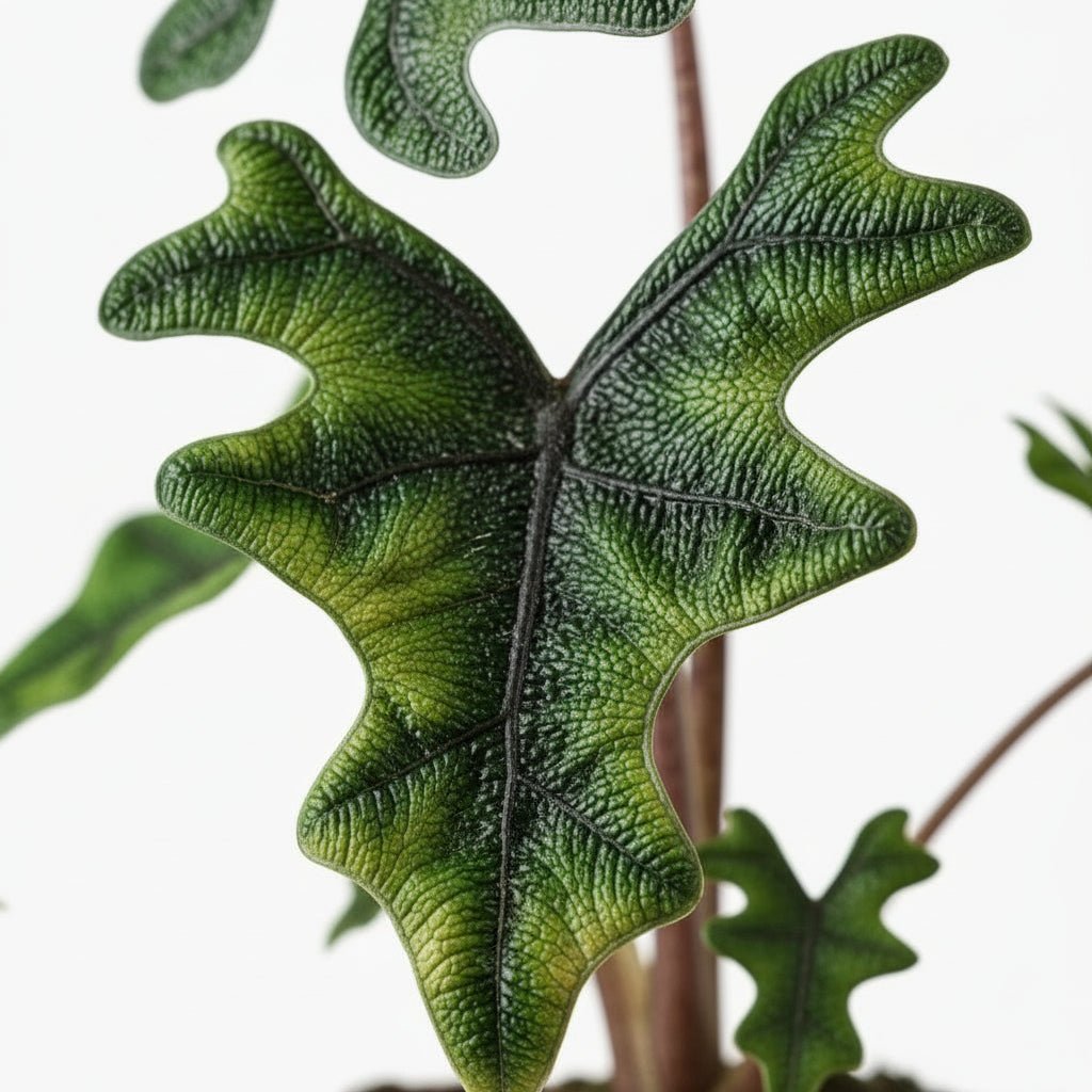 Alocasia Jacklyn — Elefantøre — Ø12 cm — H30 cm - Verdeia - 2