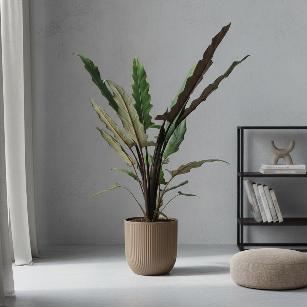 Alocasia Lauterbachiana — Oreja de elefante — Ø19 cm — H80 cm - Verdeia - 3