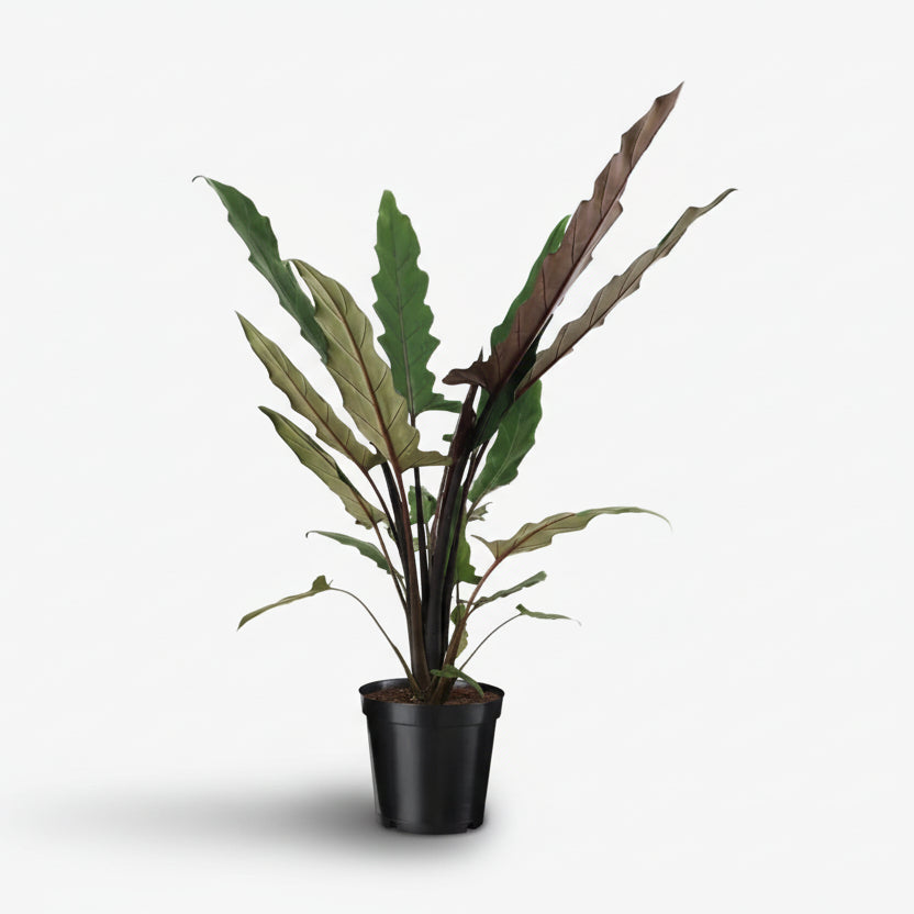 Alocasia Lauterbachiana — Oreja de elefante — Ø19 cm — H80 cm - Verdeia - 1