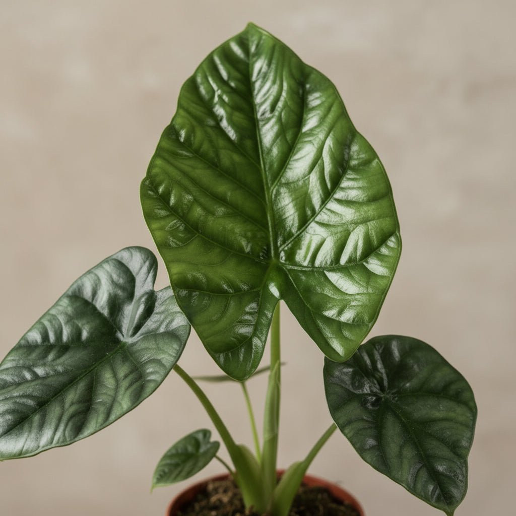 Alocasia Lukiwan — Oreja de elefante — Ø12 cm — H20 cm - Verdeia - 2