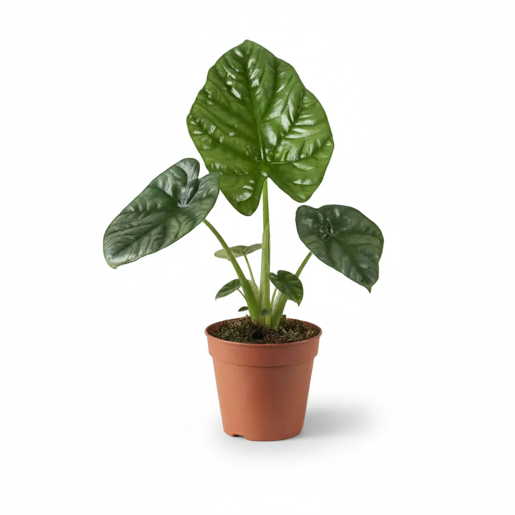 Alocasia Lukiwan — Oreille d&