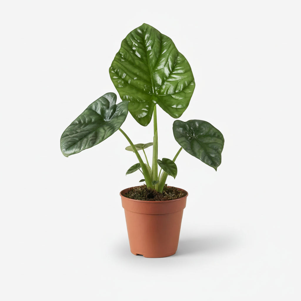 Alocasia Lukiwan — Oreja de elefante — Ø12 cm — H20 cm - Verdeia - 1