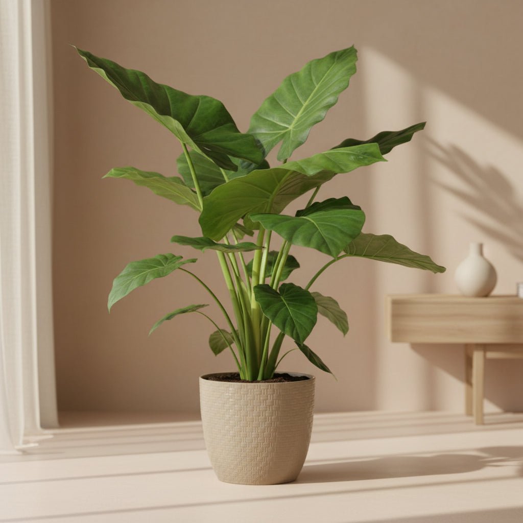 Alocasia Macrorrhiza — Elefantenohr — Ø19 cm — H70 cm - Verdeia - 4