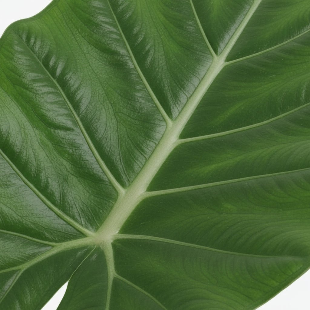 Alocasia Macrorrhiza — Elefantenohr — Ø19 cm — H70 cm - Verdeia - 2