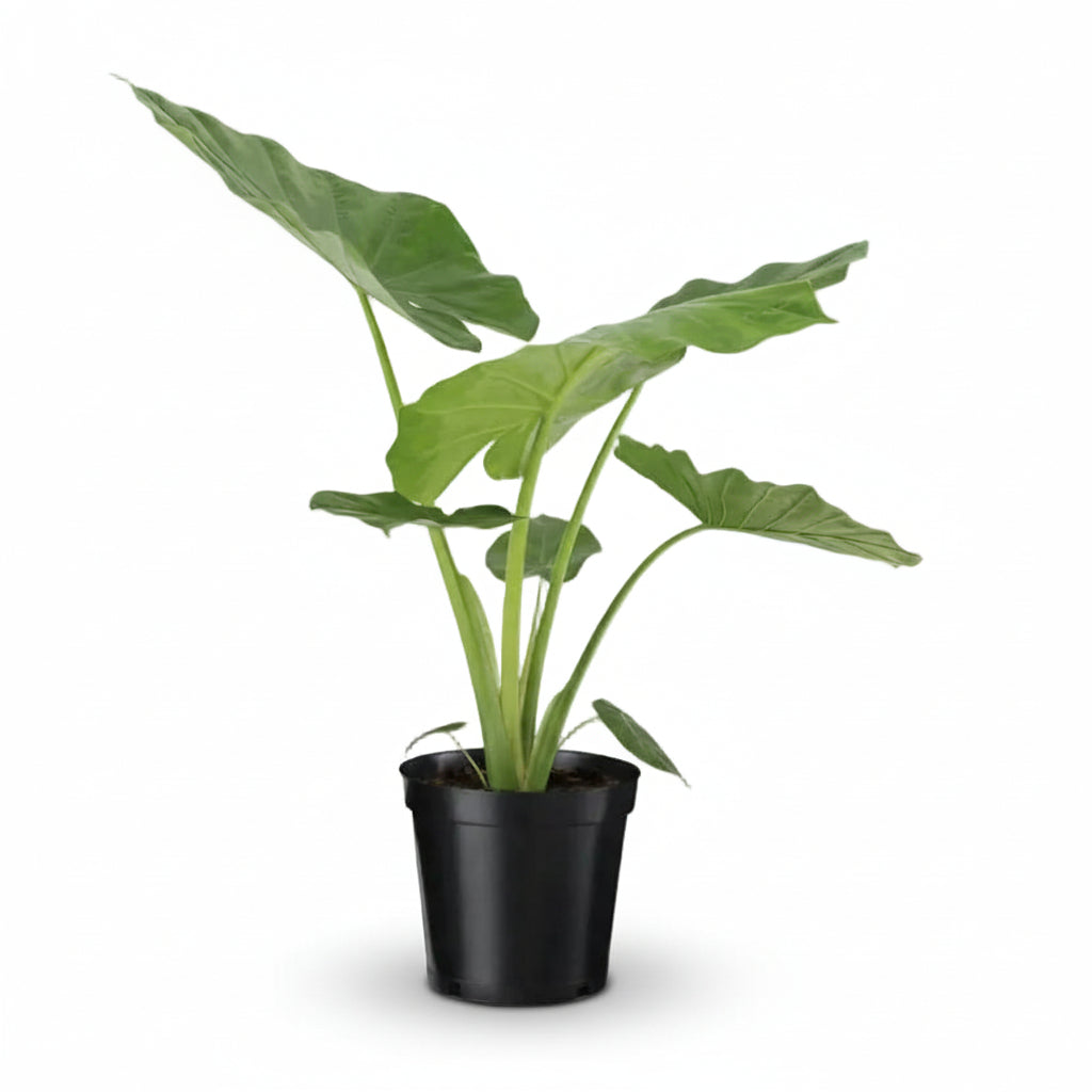 Alocasia Macrorrhiza — Sloní ucho — Ø19 cm — V70 cm - Verdeia - 1