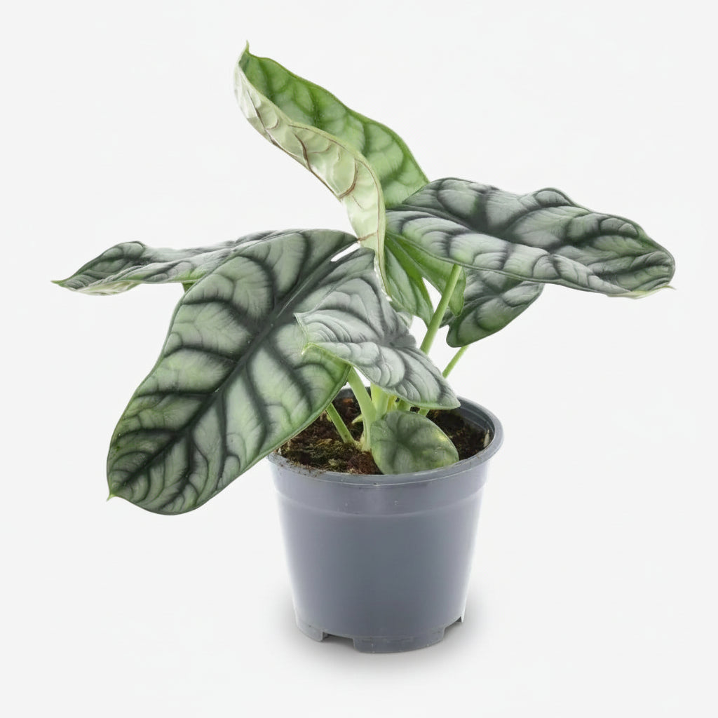Alocasia Nebula Silver Compacta in its growing pot on a white background