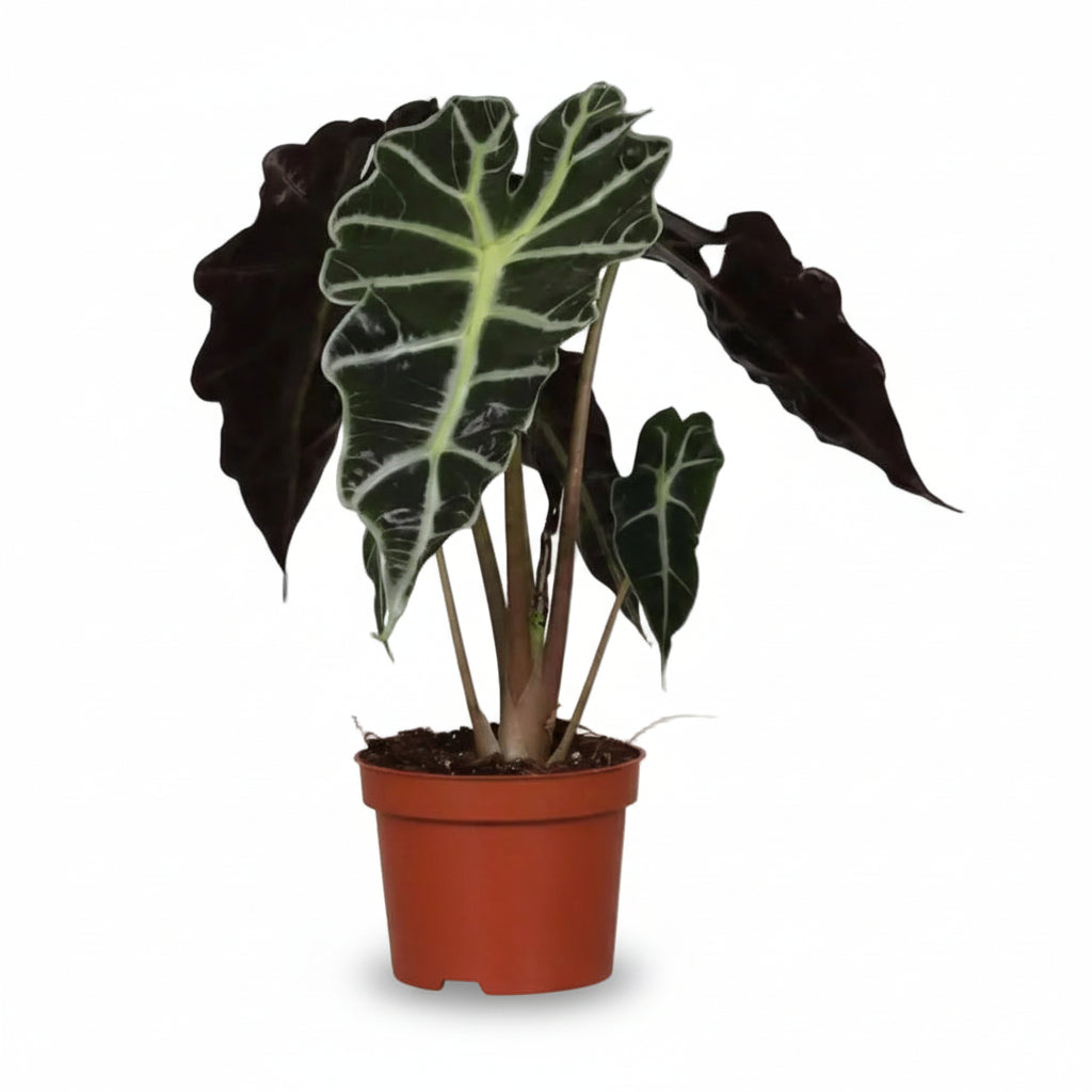 Alocasia Polly — Sloní ucho - Verdeia - 1