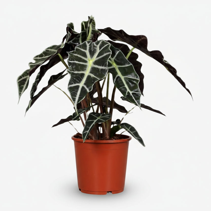 Alocasia Polly — Elephant Ear - Verdeia - 6