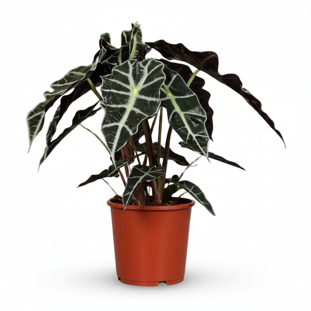 Alocasia Polly — Sloní ucho - Verdeia - 6
