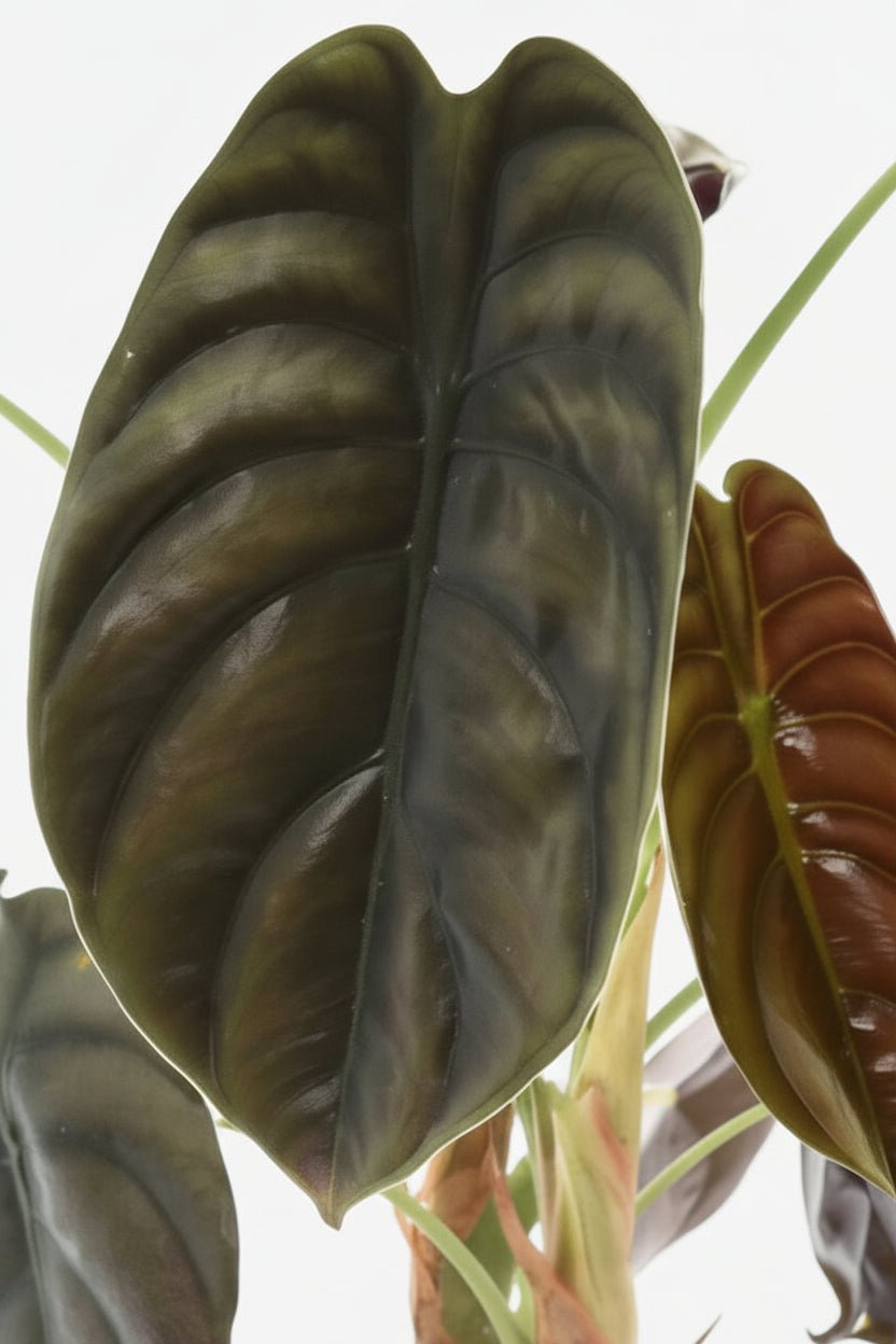 Close-up van het blad van de Alocasia Red Secret — olifantsoor