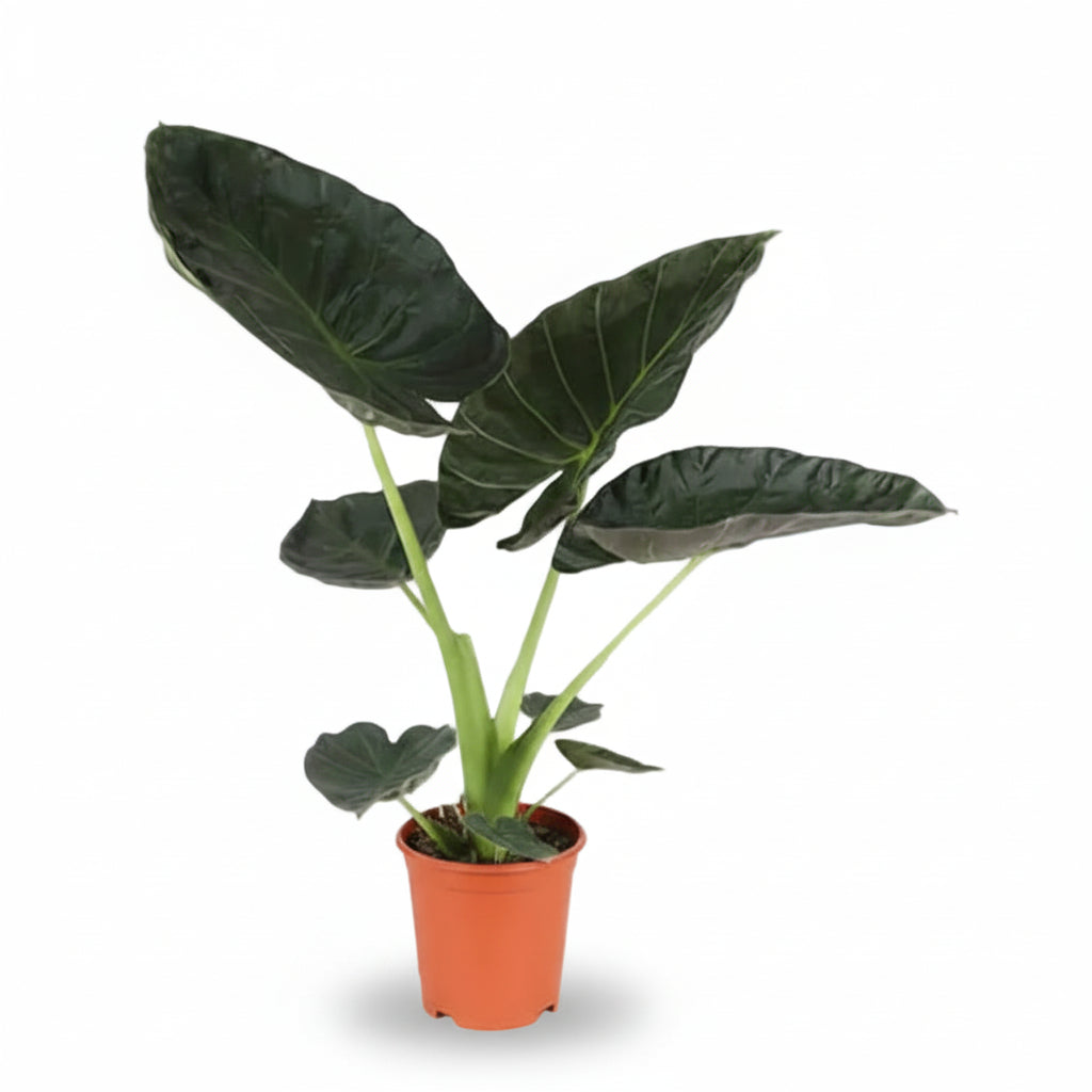 Alocasia Regal Shield — Oreja de elefante — Ø21 cm — H90 cm - Verdeia - 1