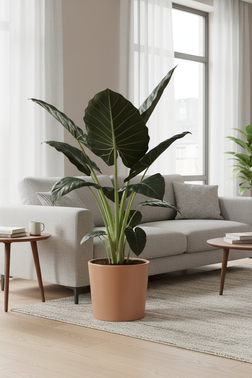 Alocasia Regal Shield — Sloní ucho — Ø21 cm — H90 cm - Verdeia - 4