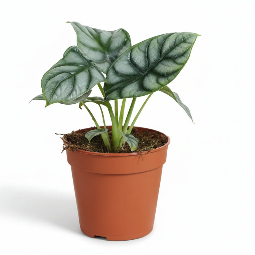 Alocasia Silver Dragon — Elephant Ear — Ø12 cm — H25 cm - Verdeia - 1