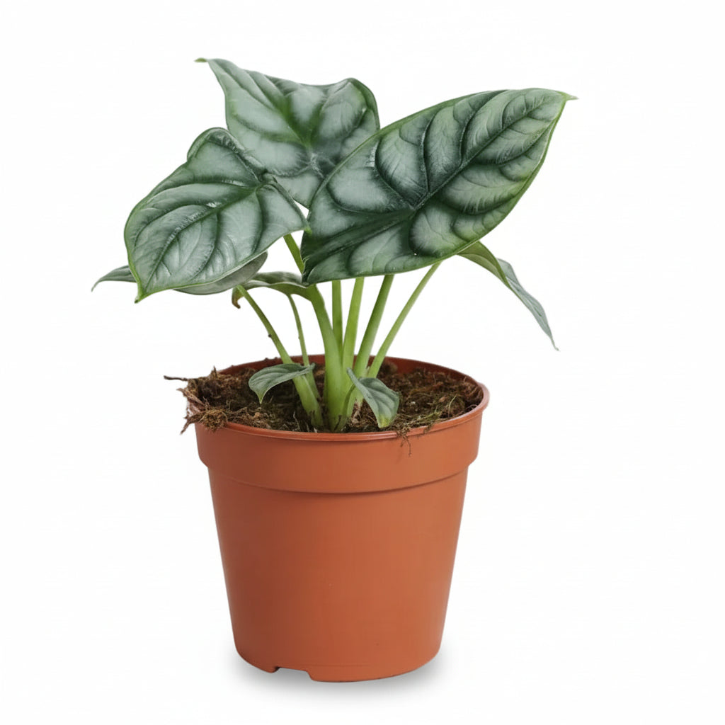 Alocasia Silver Dragon — Sloní ucho — Ø12 cm — H25 cm - Verdeia - 1