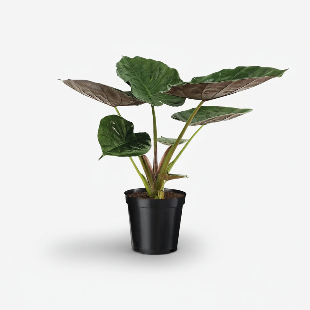 Alocasia Wentii — Elephant Ear — Ø19 cm — H85 cm - Verdeia - 1