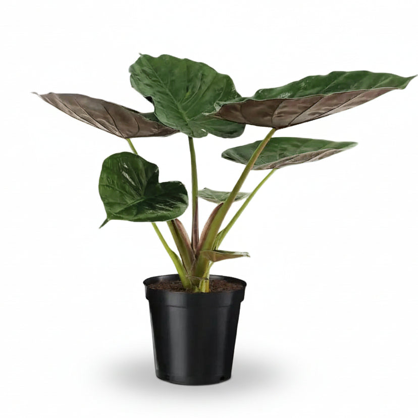 Alocasia Wentii — Orella d&