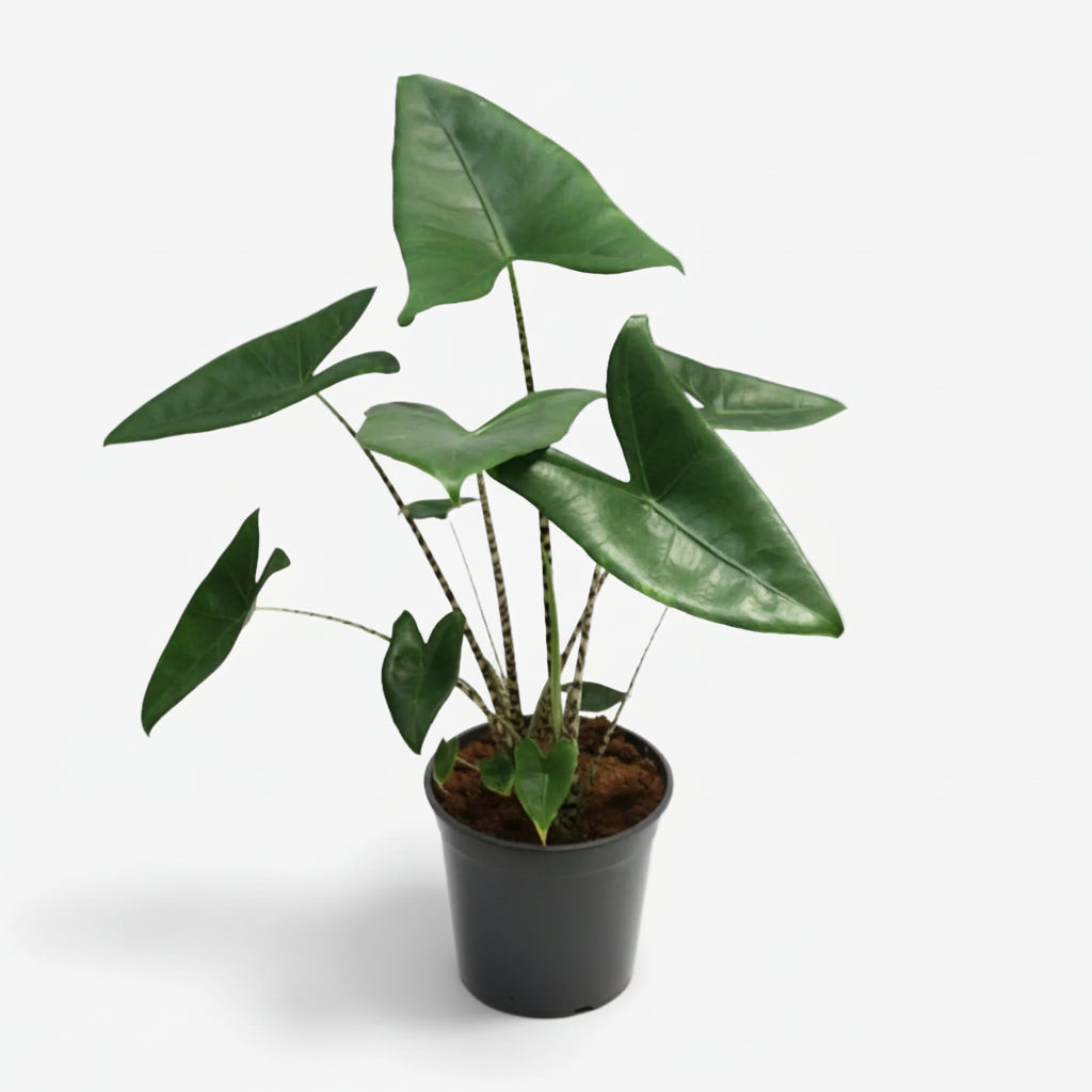 Alocasia Zebrina — Orella d&