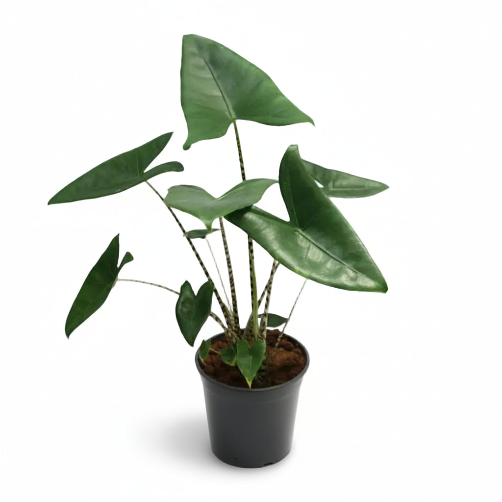 Alocasia Zebrina — Oreja de elefante — Ø21 cm — H80 cm - Verdeia - 1