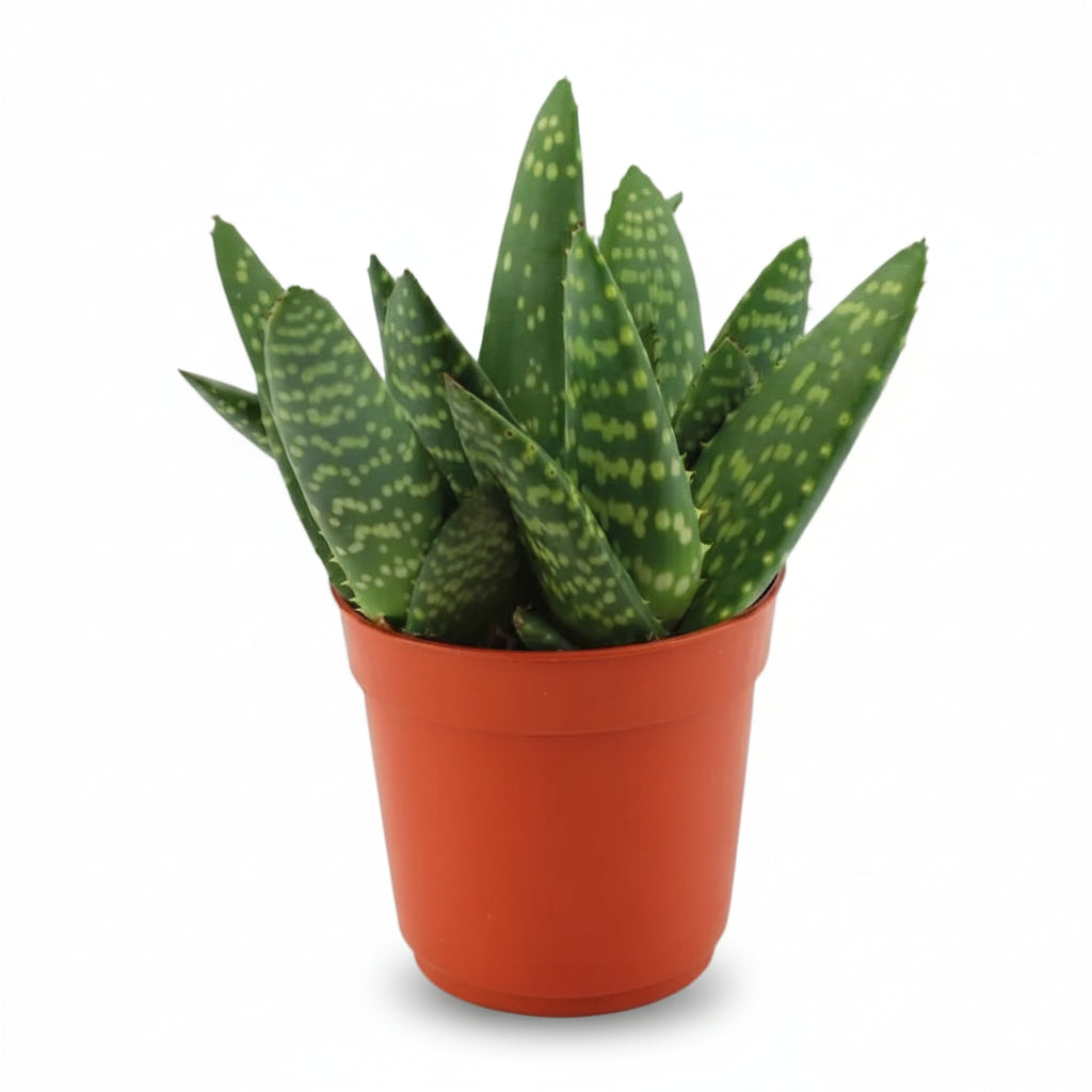 Aloe paradisicum — D10,5 x A15 cm - Verdeia - 1