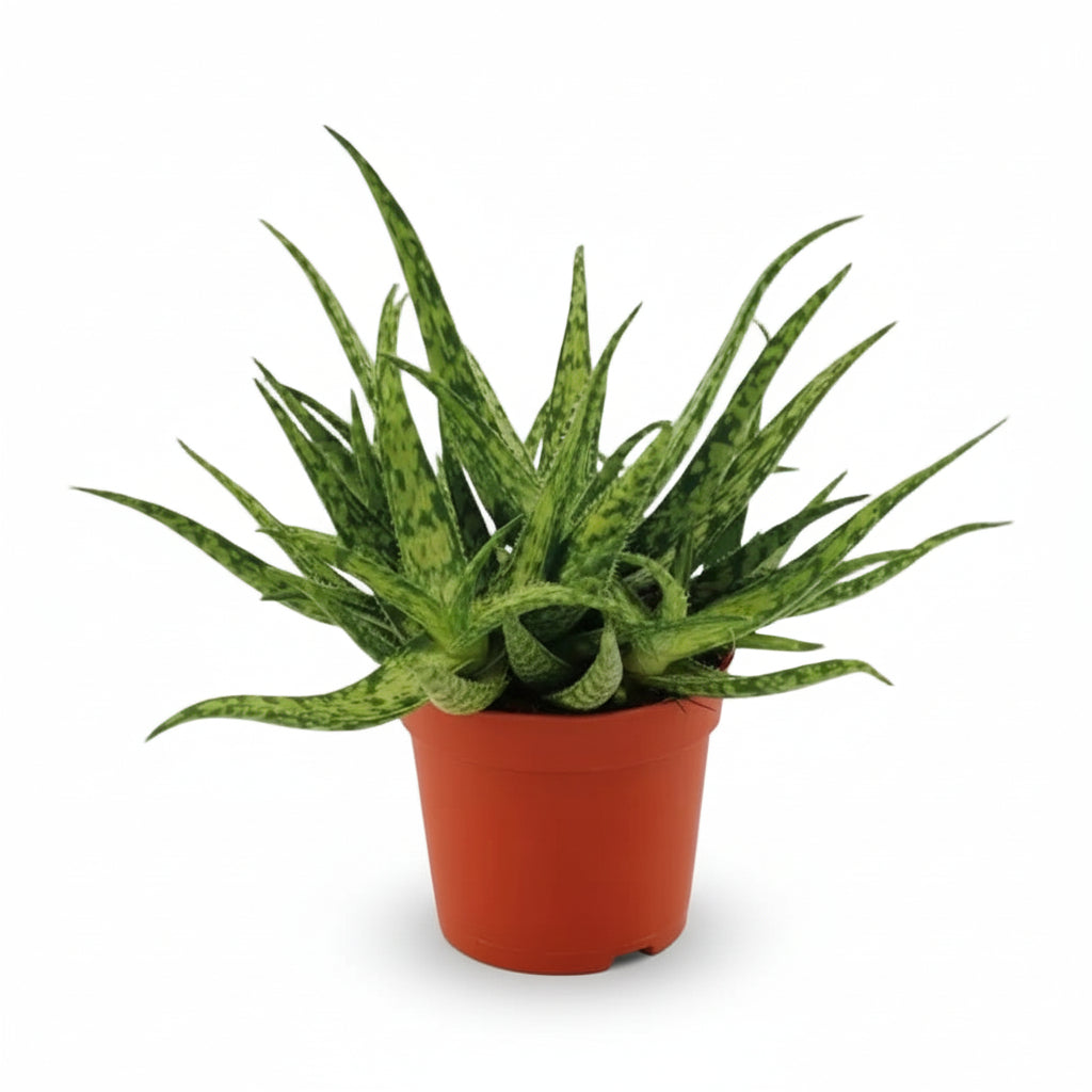 Aloe Spider — Ø10,5 cm — H15 cm - Verdeia - 1