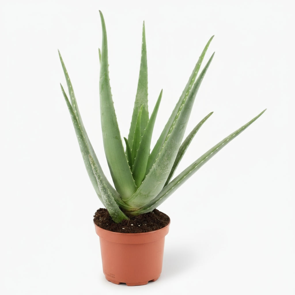 Aloe vera – Luftrensende sukkulent - Verdeia - 10