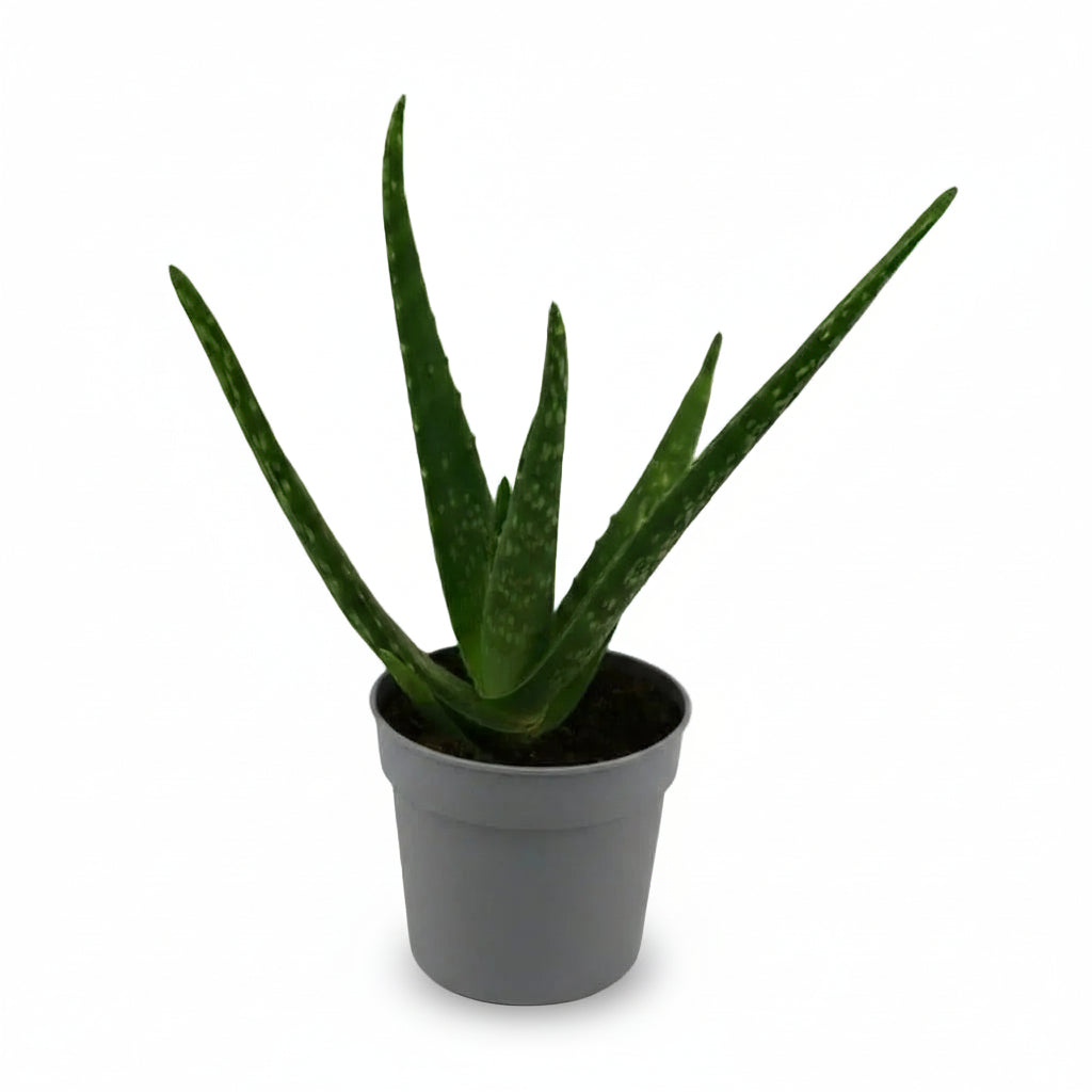 Aloe vera – Planta suculenta purificadora - Verdeia - 5