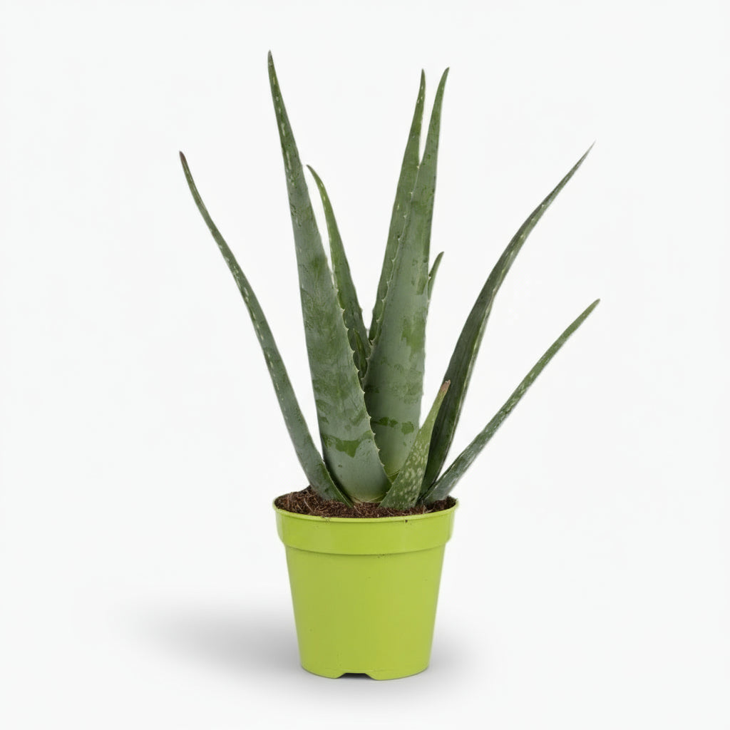 Aloe vera – Plante succulente purifiante - Verdeia
