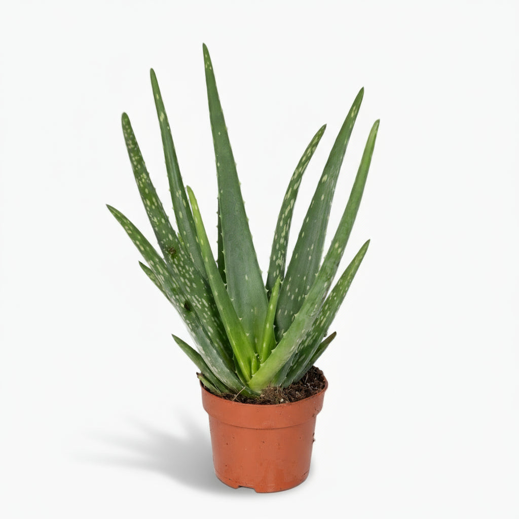 Aloe vera – Plante succulente purifiante - Verdeia