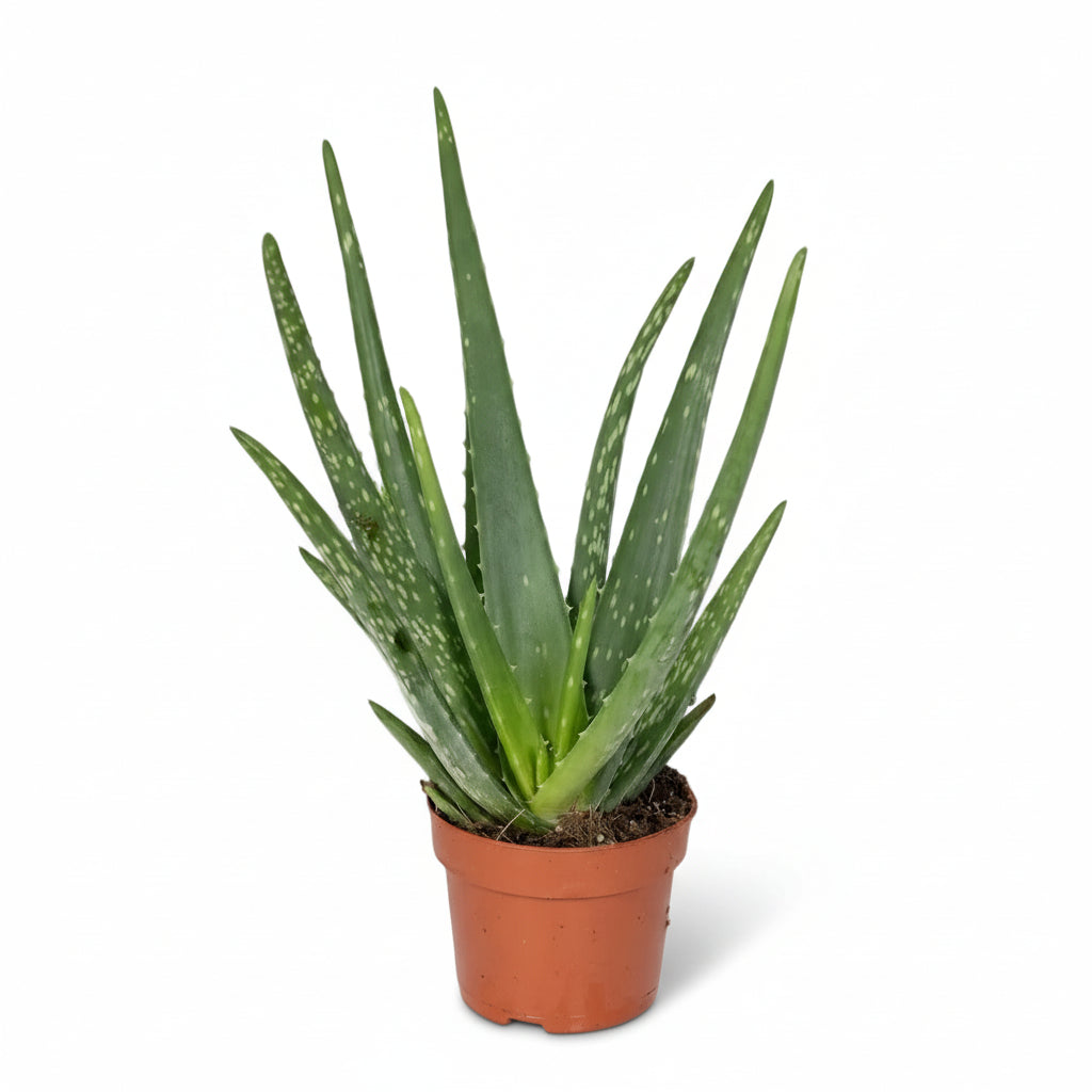 Aloe vera – Planta suculenta purificadora - Verdeia - 1