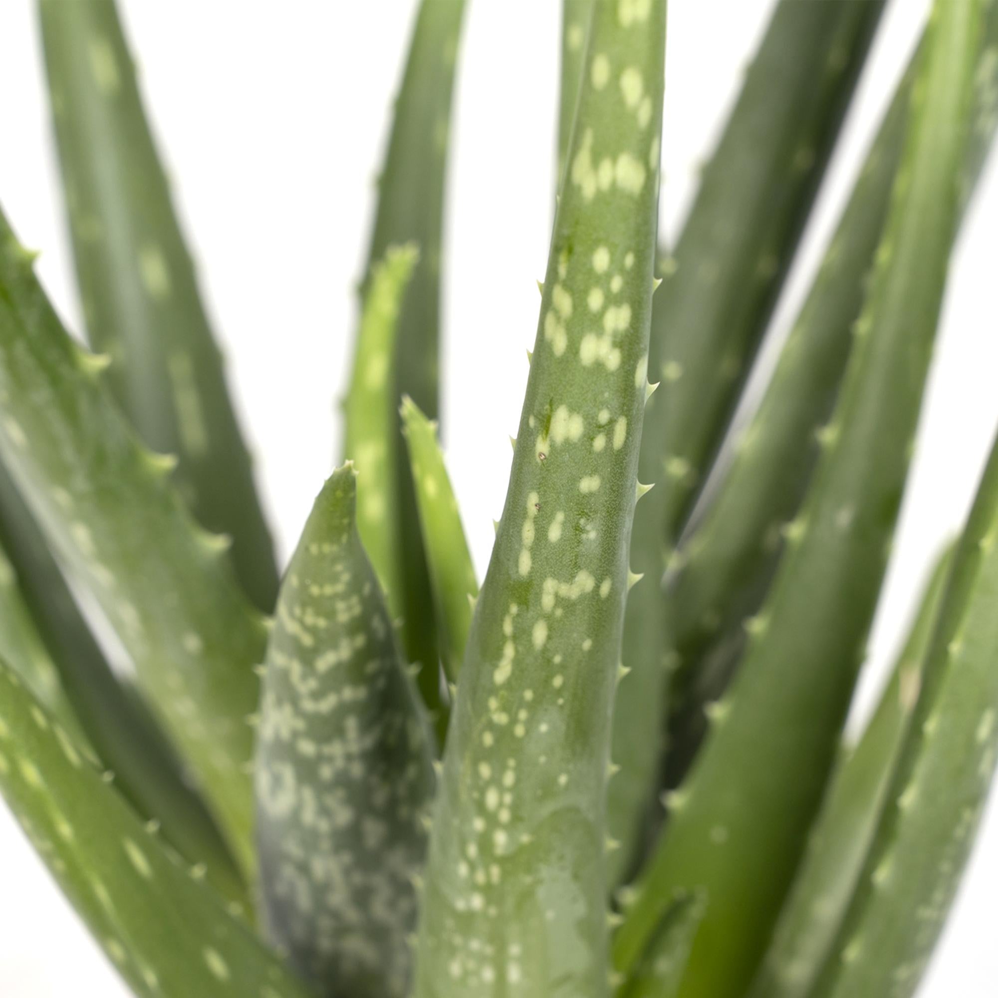 Aloe vera – Planta suculenta purificadora - Verdeia - 2