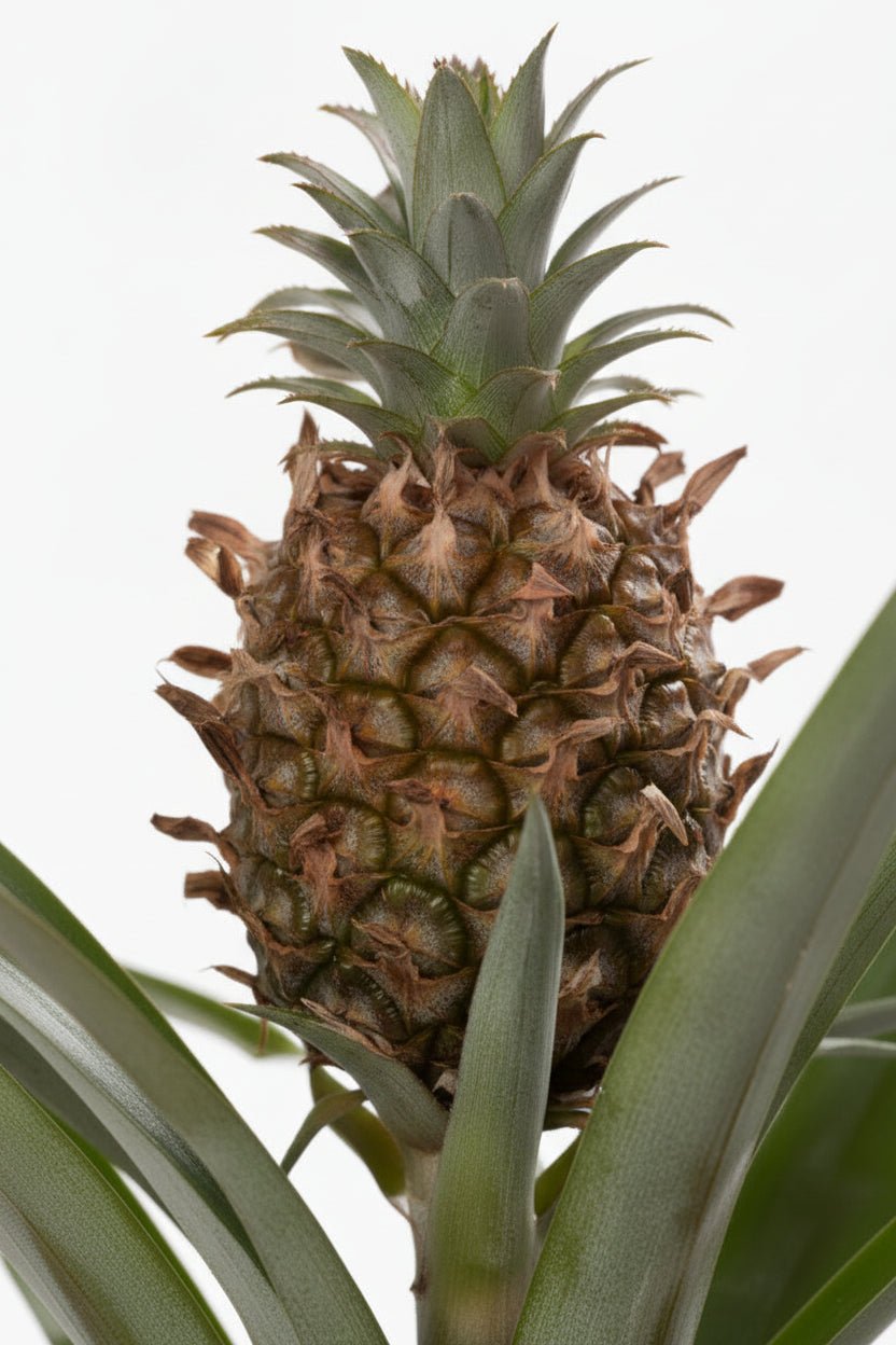 Ananas Rosita — Ananas ozdobny — Ø12 x H35 cm — Gotowy do ustawienia — Biała ceramika - Verdeia - 2