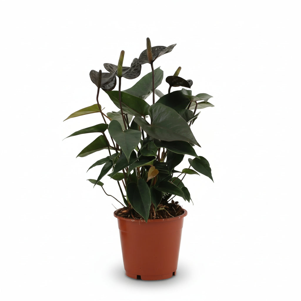 Anthurium Black Love — Ø12 cm — H36 cm - Verdeia - 1