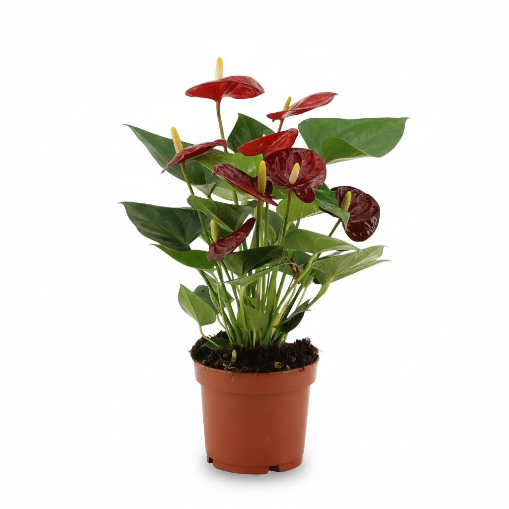 Anthurium Calon — Ø12 cm — H36 cm - Verdeia - 1