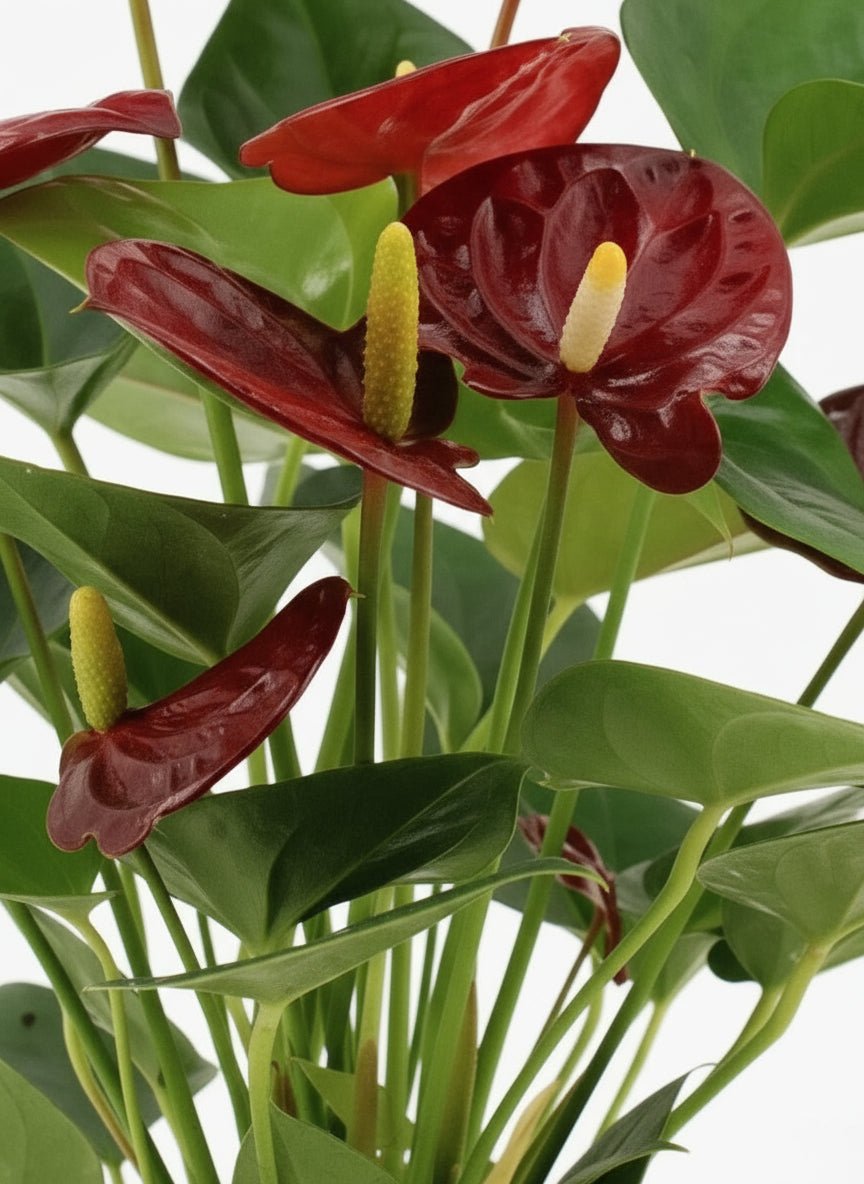 Anthurium Calon — Ø12 cm — H36 cm - Verdeia - 2