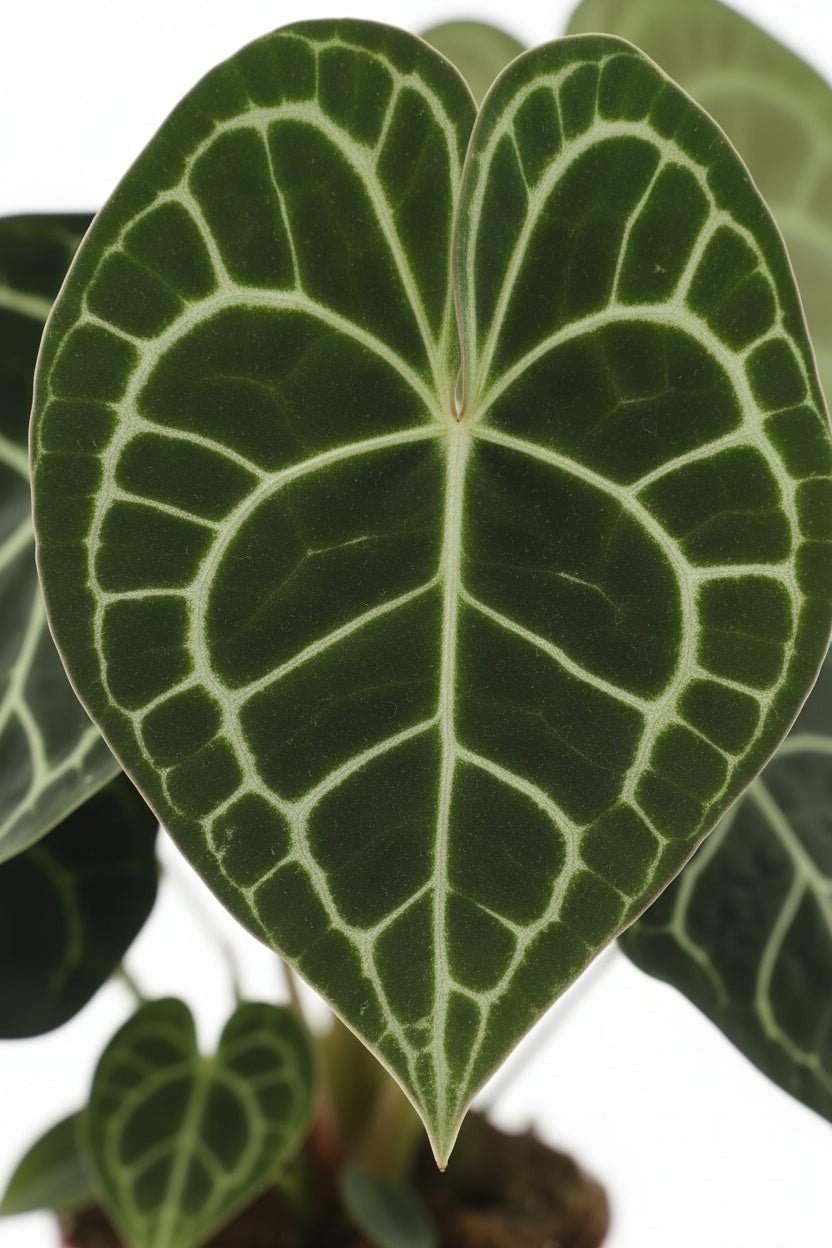 Anthurium clarinervium (Cor de vellut) — H25 cm | Test Ø15 cm - Verdeia - 2