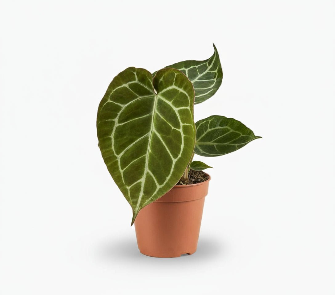 Anthurium Crystallinum - 12 x 20 cm - Verdeia - 1