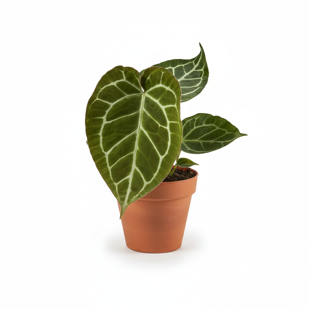 Anthurium Crystallinum - 12 x 20 cm - Verdeia - 1
