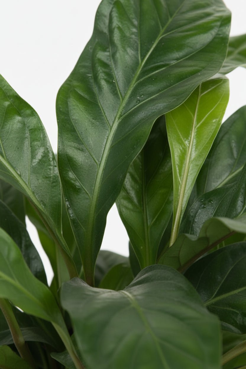 Anthurium Jungle Bush - H70 cm | Topf Ø30 cm - Verdeia - 2