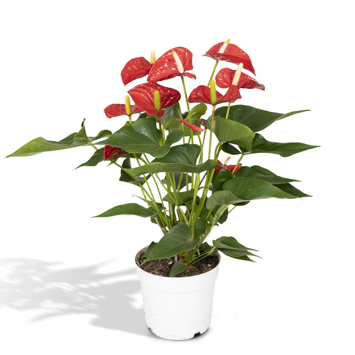 Anthurium Red – Flamingoblume / Feuerzunge - Verdeia - 6