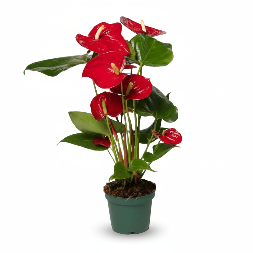 Anthurium Vermell – Flor de Flamenc / Llengua de foc - Verdeia - 1
