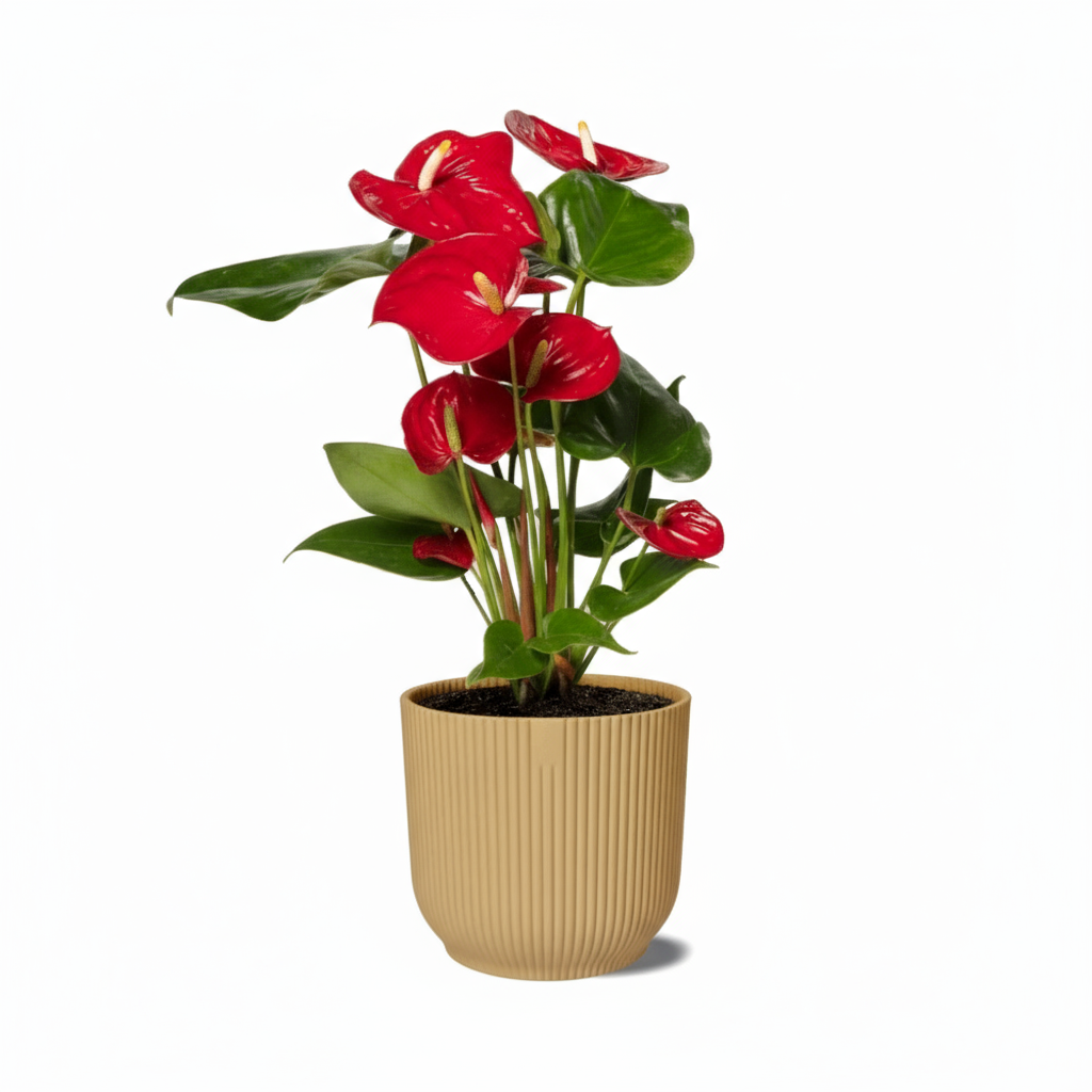 Anthurium Red – Fleur de Flamant / Langue de feu - Verdeia