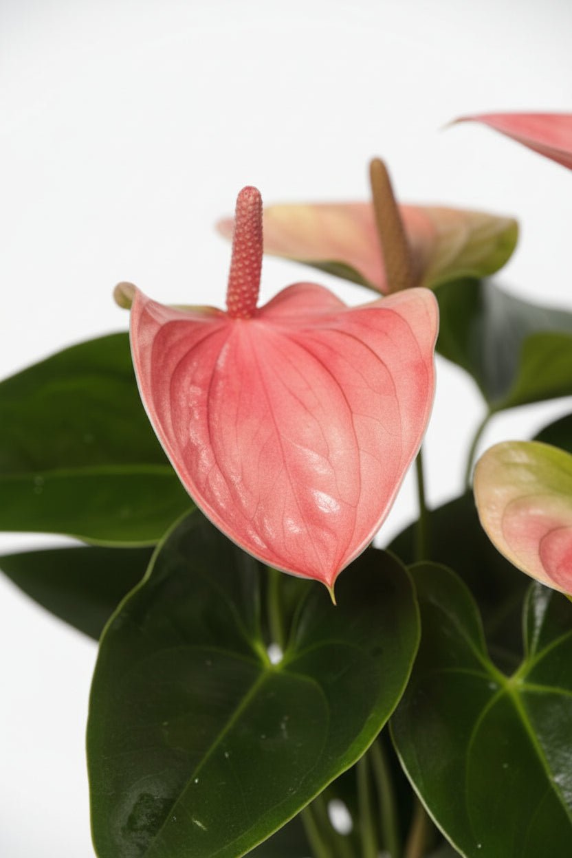 Anthurium Sweet Dream — Ø12 cm — H35 cm - Verdeia - 2